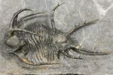 Ceratarges Trilobite With Spines-On-Spines - Zireg, Morocco #171023-1